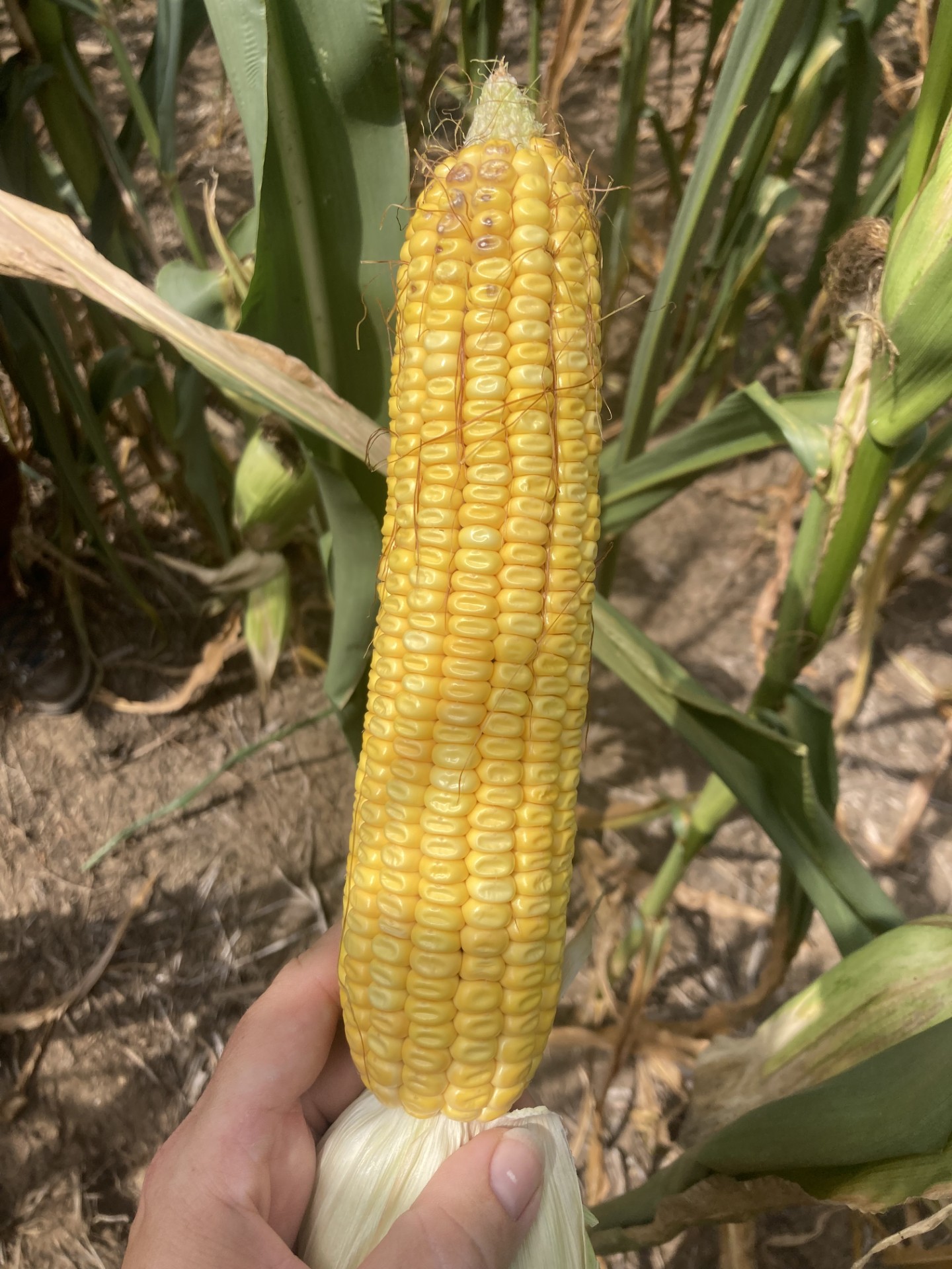 25 corn R5 dent.jpg